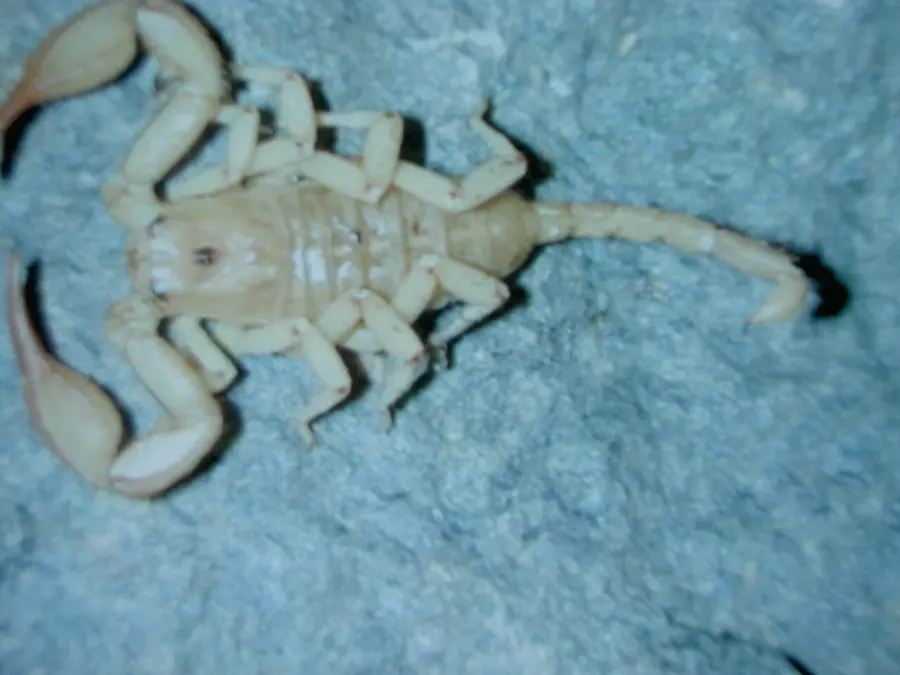 The Euscorpius card