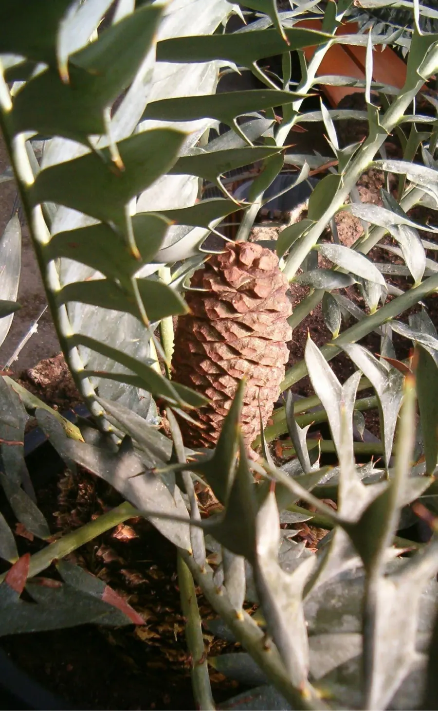 La carte Encephalartos horridus