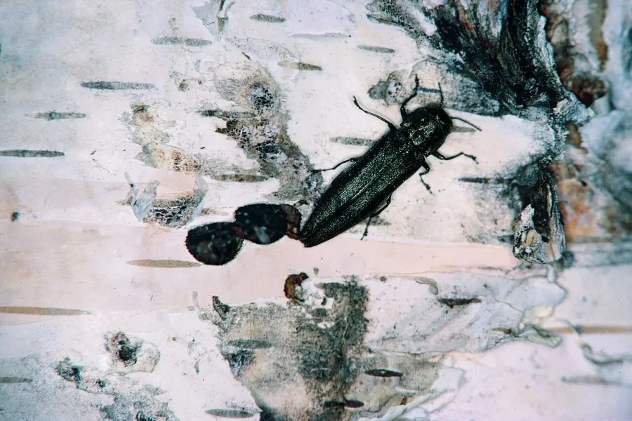 The Agrilus anxius card