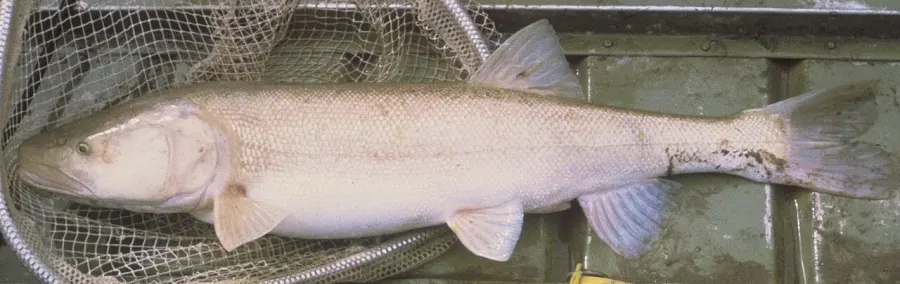 The Colorado pikeminnow card