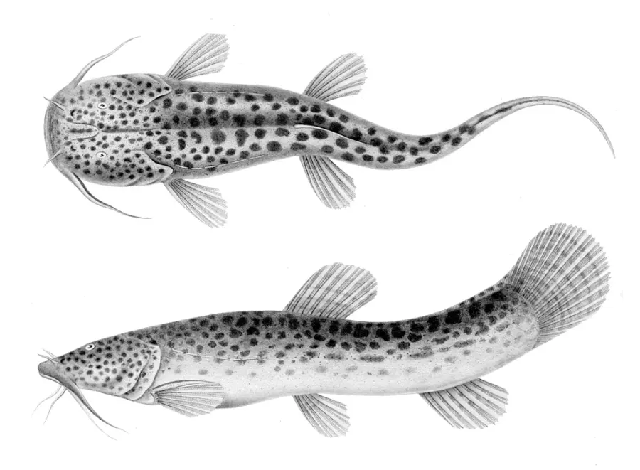 La carte Nematogenys inermis
