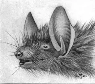 La carte Myotis nigricans