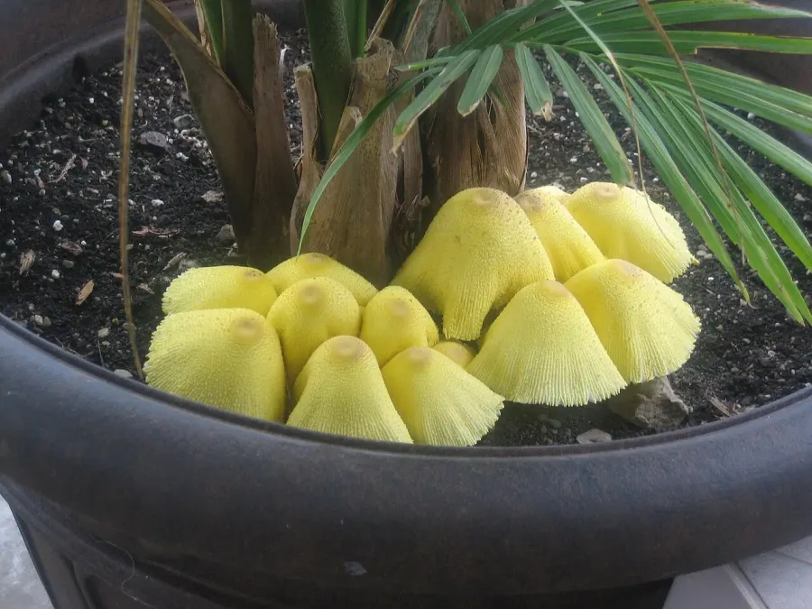 La carte Leucocoprinus birnbaumii