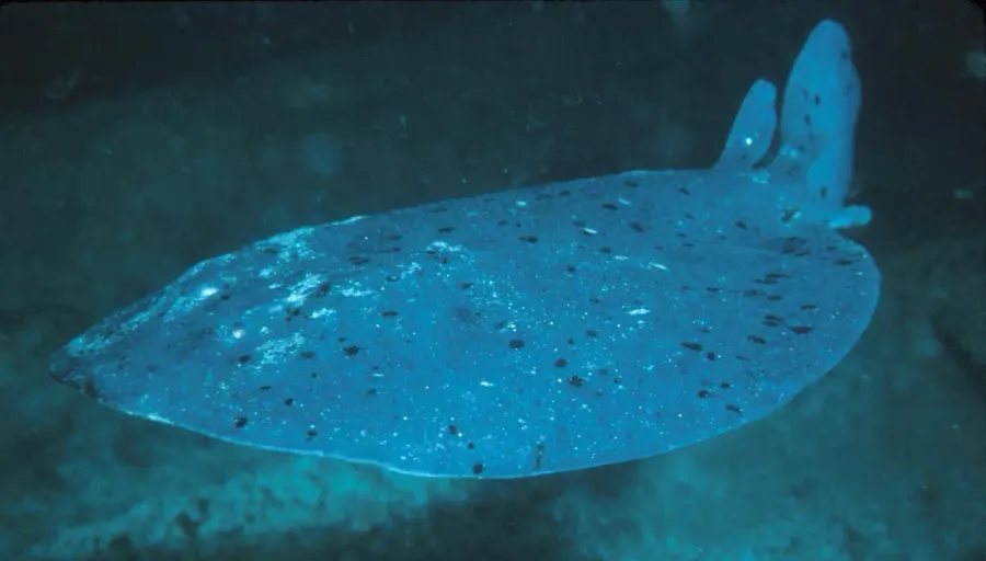 The Electric fish card