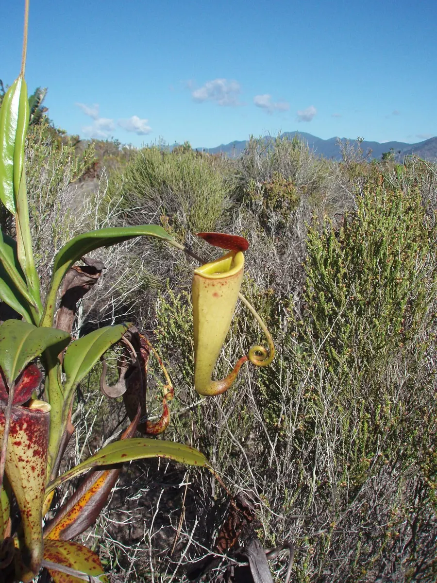 The Nepenthes madagascariensis card