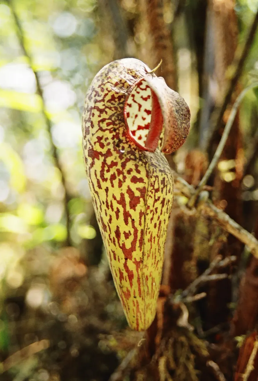 The Nepenthes aristolochioides card