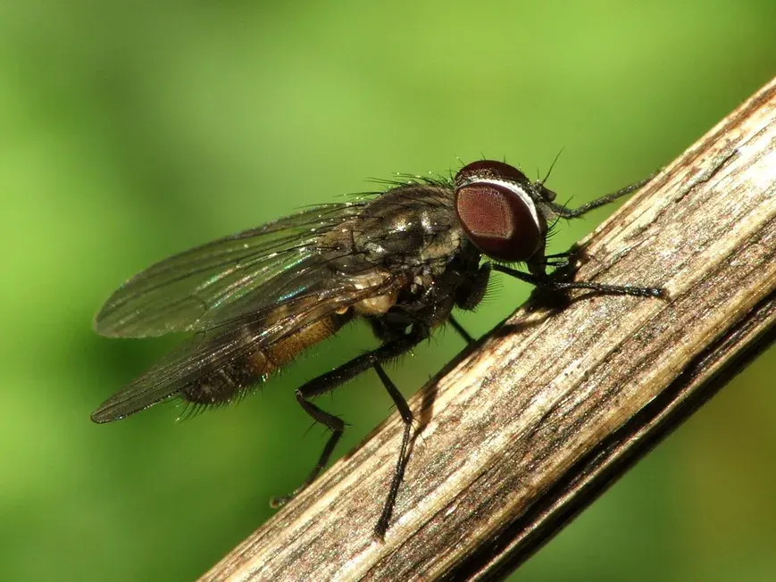 La carte Fanniidae