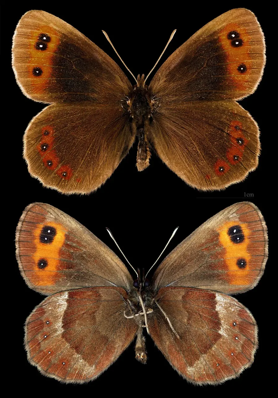 La carte Moiré sylvicole