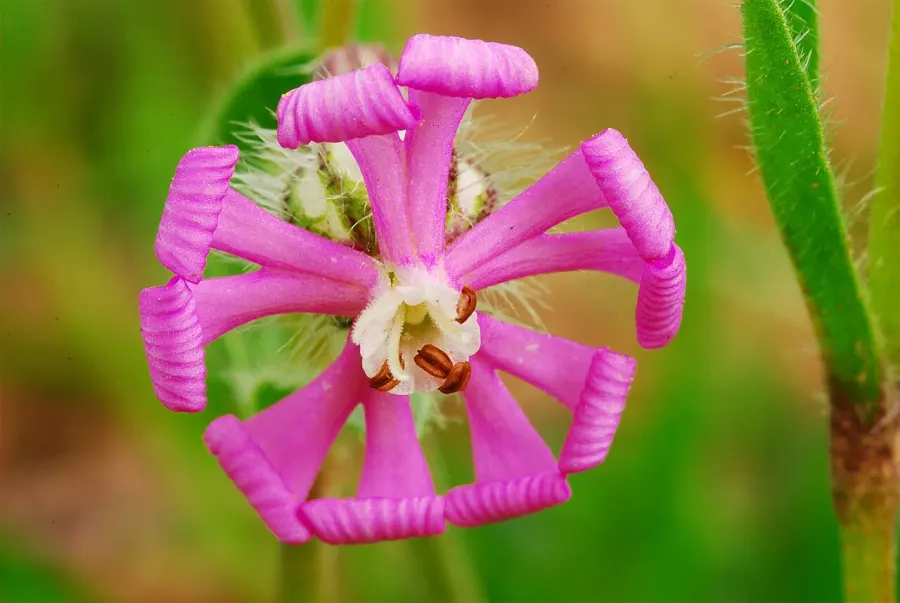 La carte Silene colorata