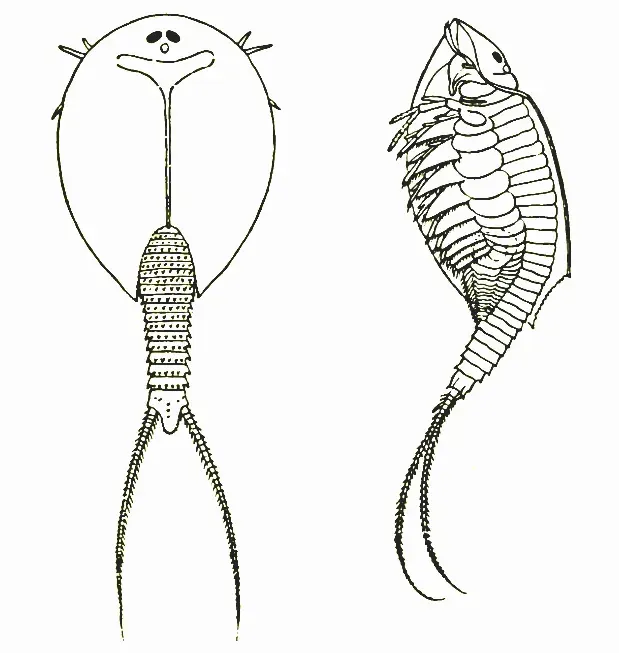 La carte Lepidurus