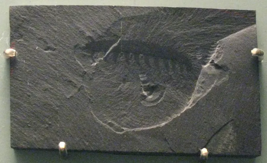 The Aysheaia card