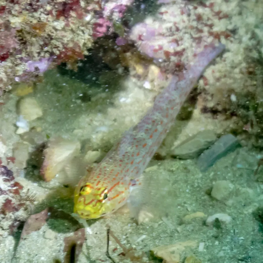 La carte Gobius xanthocephalus