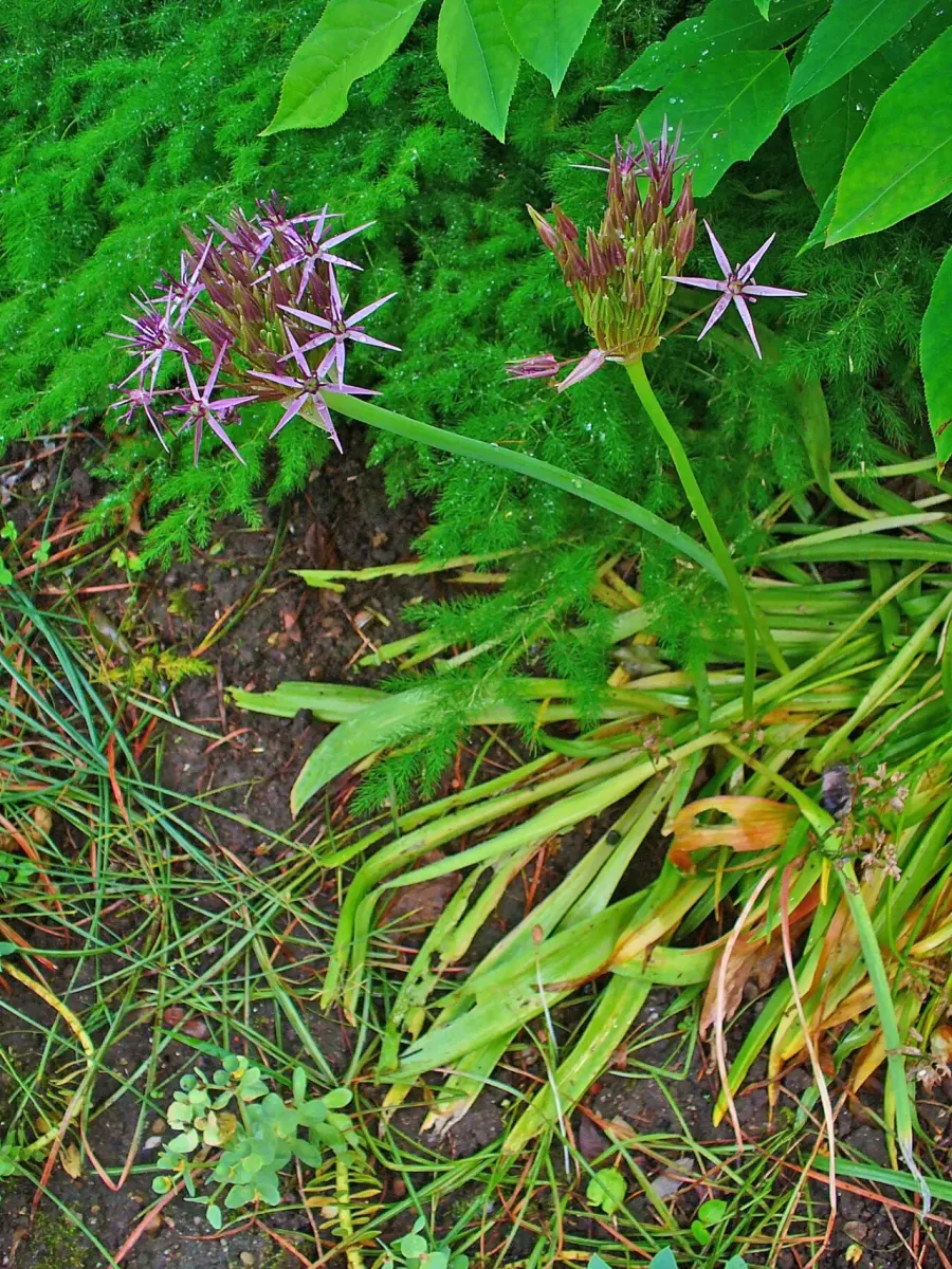 The Allium cristophii card