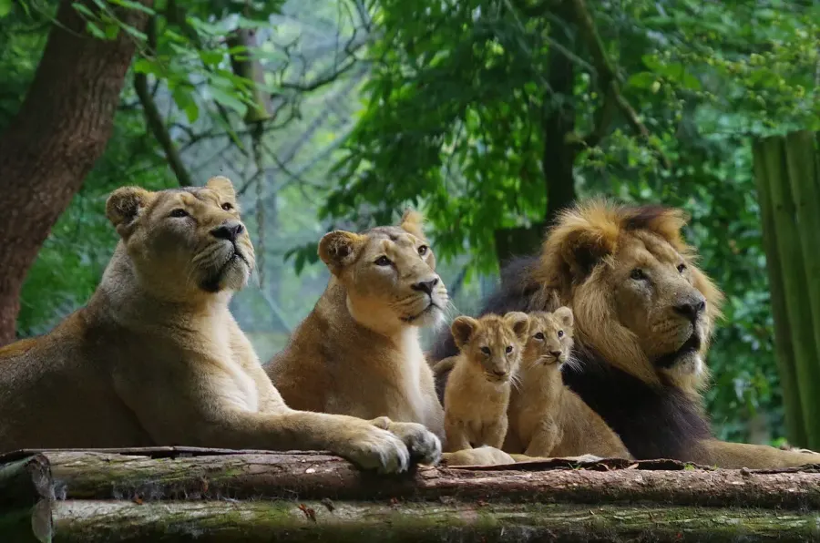 La carte Lion