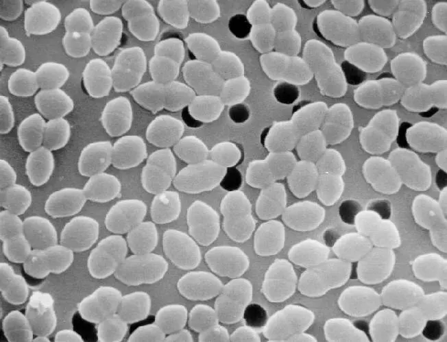 La carte Enterococcus faecium