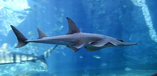 The Rhynchobatus card