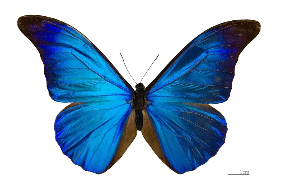 The Morpho rhetenor card