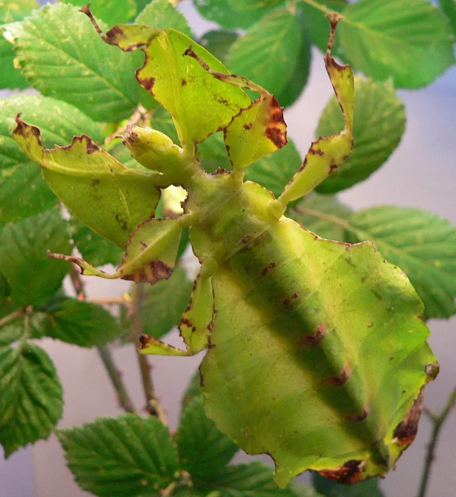 The Pulchriphyllium bioculatum card
