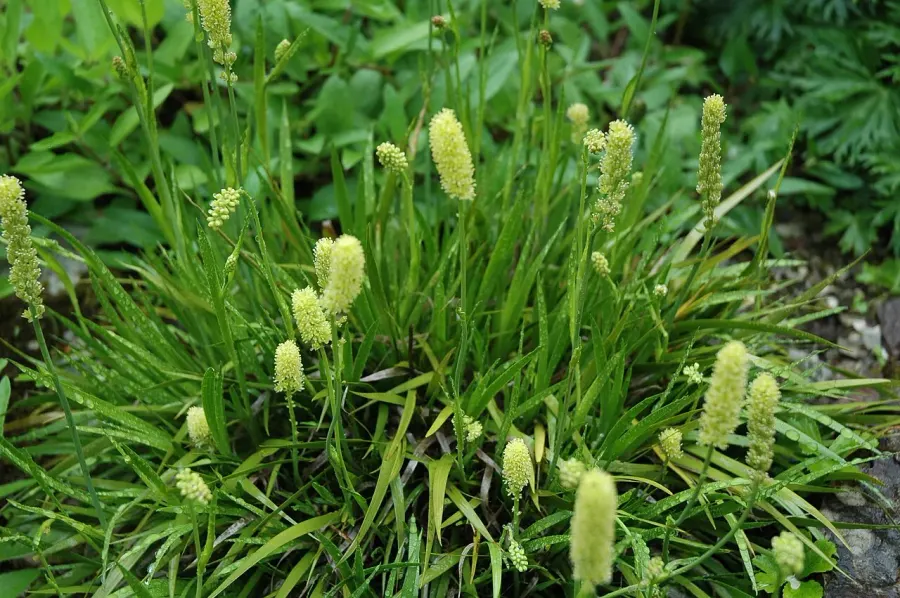 The Tofieldia calyculata card