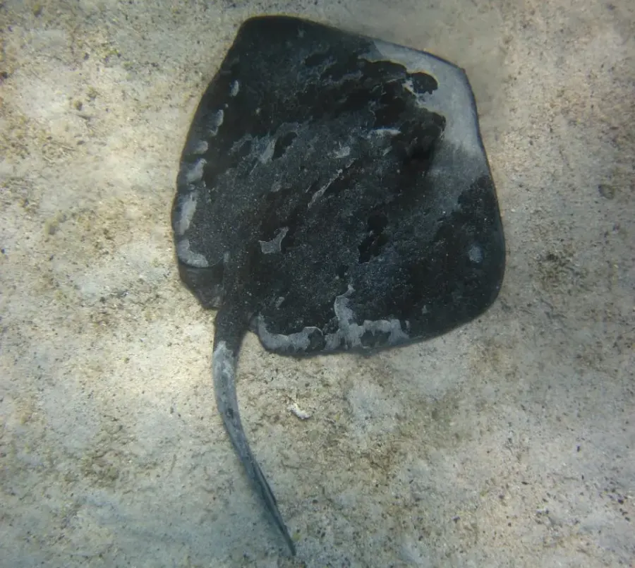 The Diamond stingray card