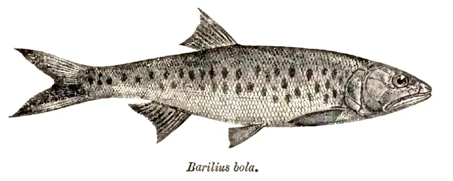 La carte Raiamas