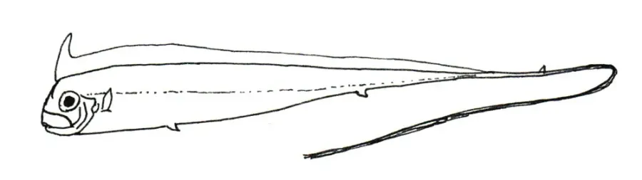 La carte Radiicephalus elongatus