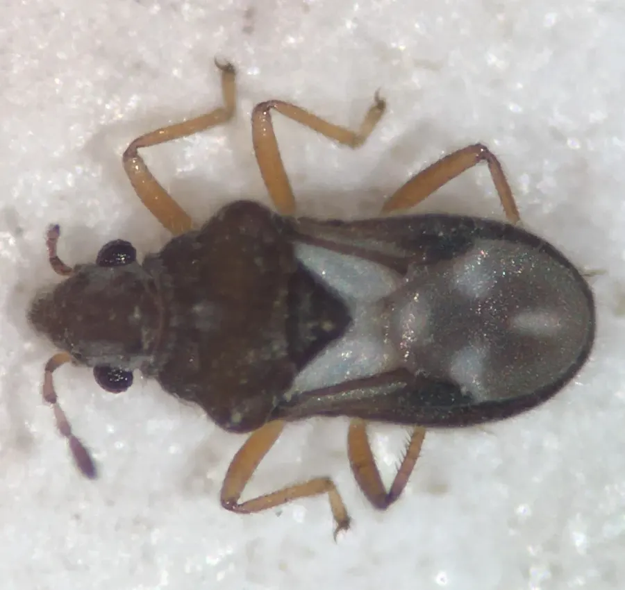 The Velvet water bug card
