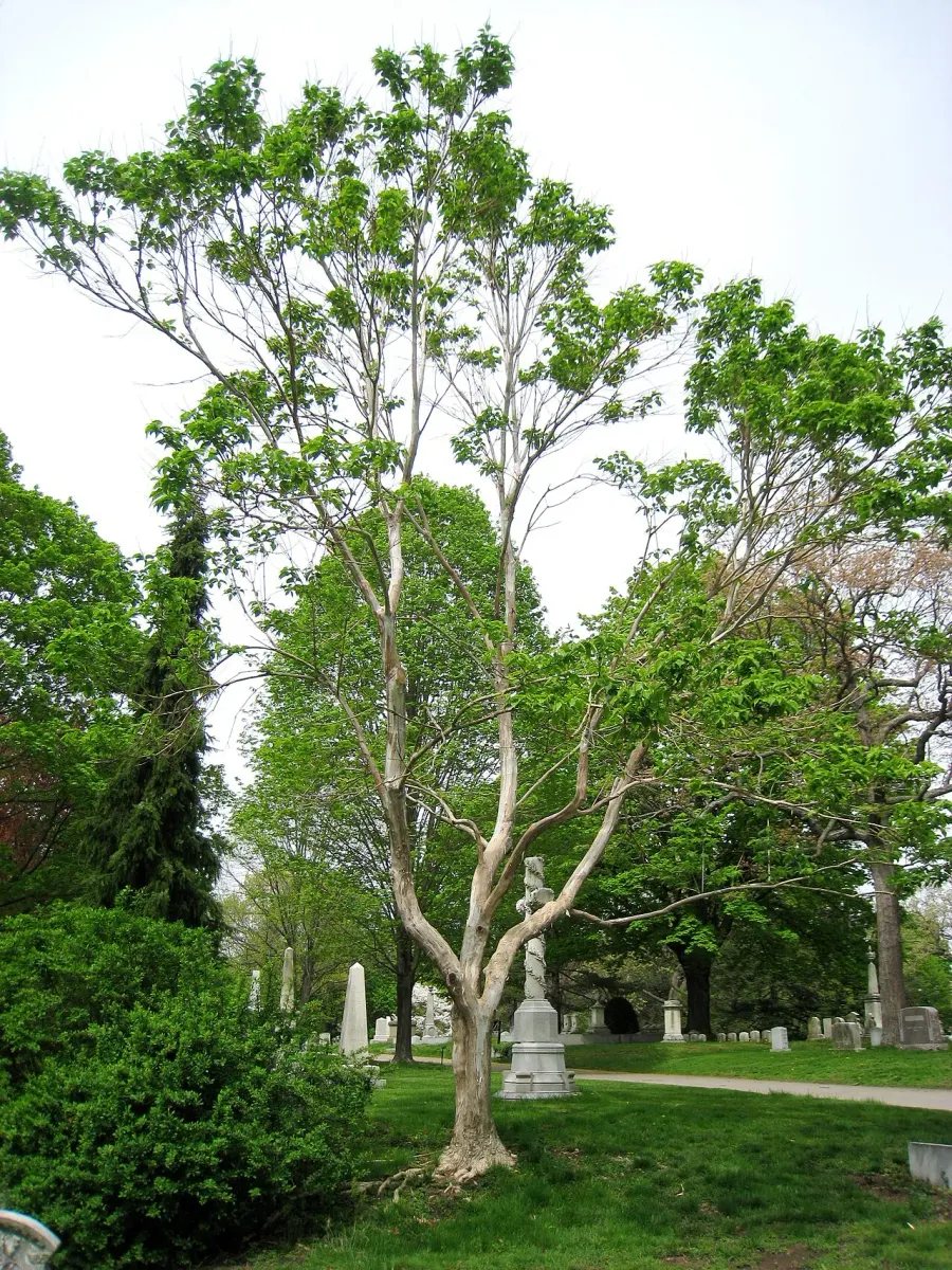 The Heptacodium miconioides card