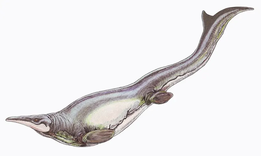 La carte Plotosaurus