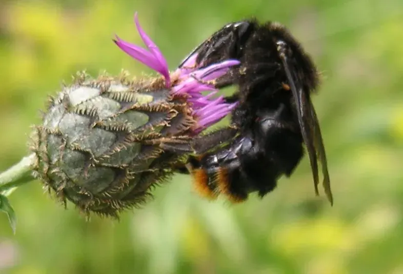 La carte Bombus rupestris