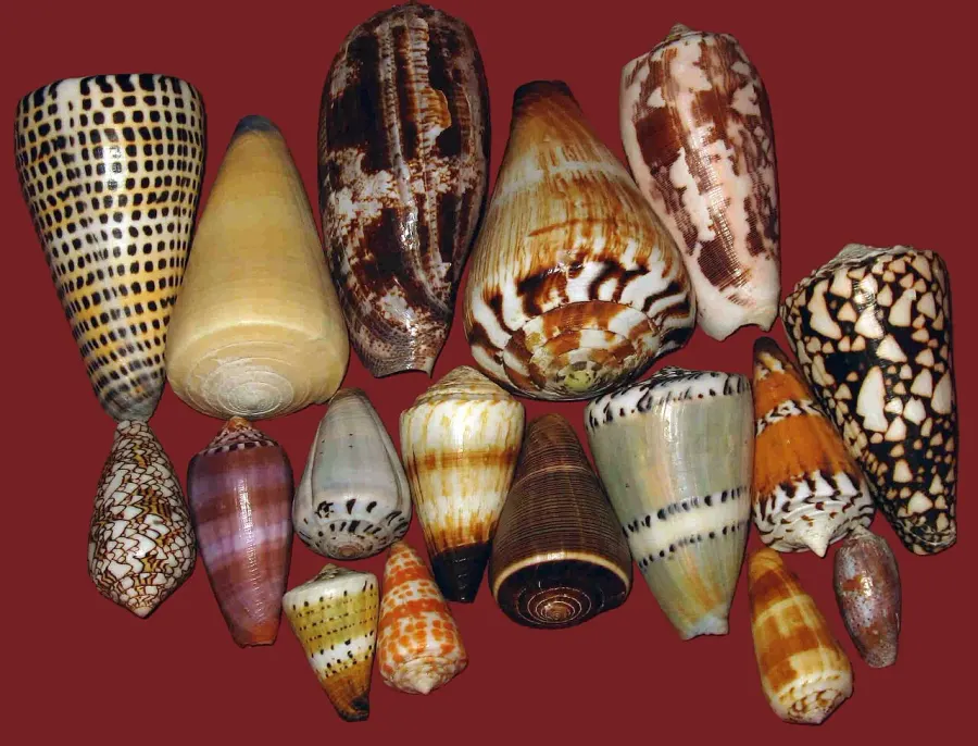 La carte Conidae