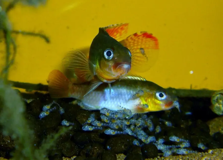La carte Congochromis
