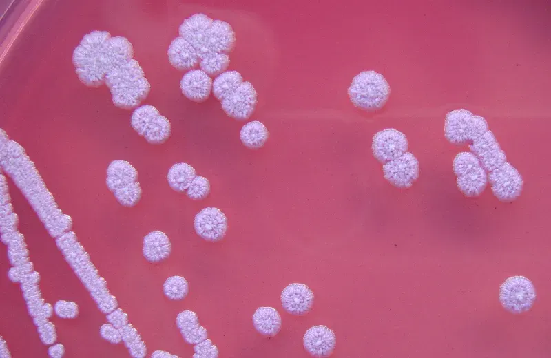 La carte Burkholderia pseudomallei