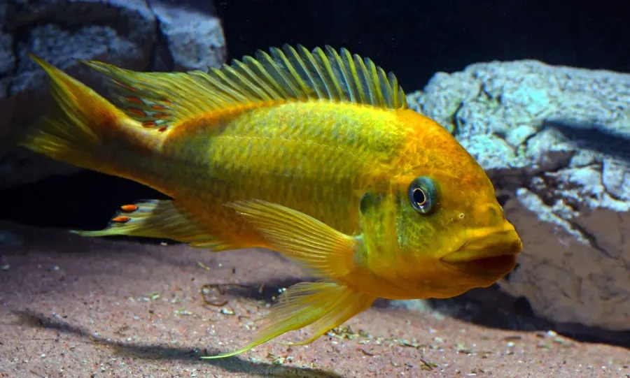 The Petrochromis card