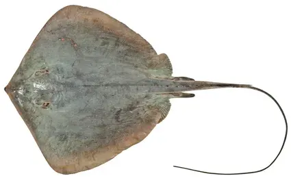 La carte Dasyatis fluviorum