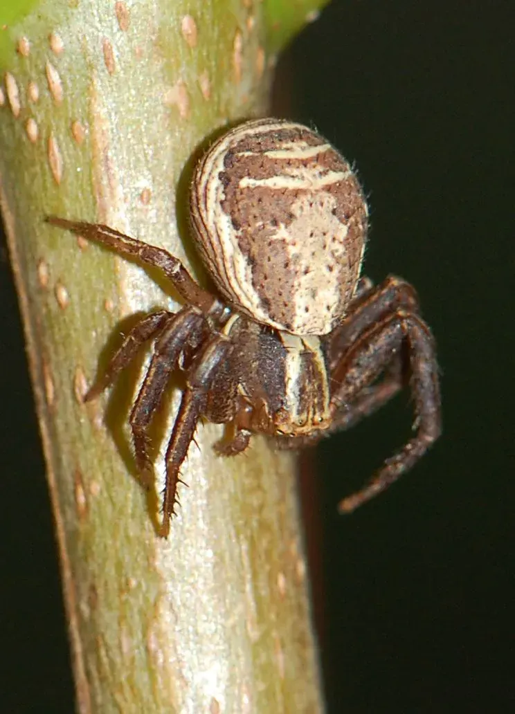 The Xysticus ulmi card