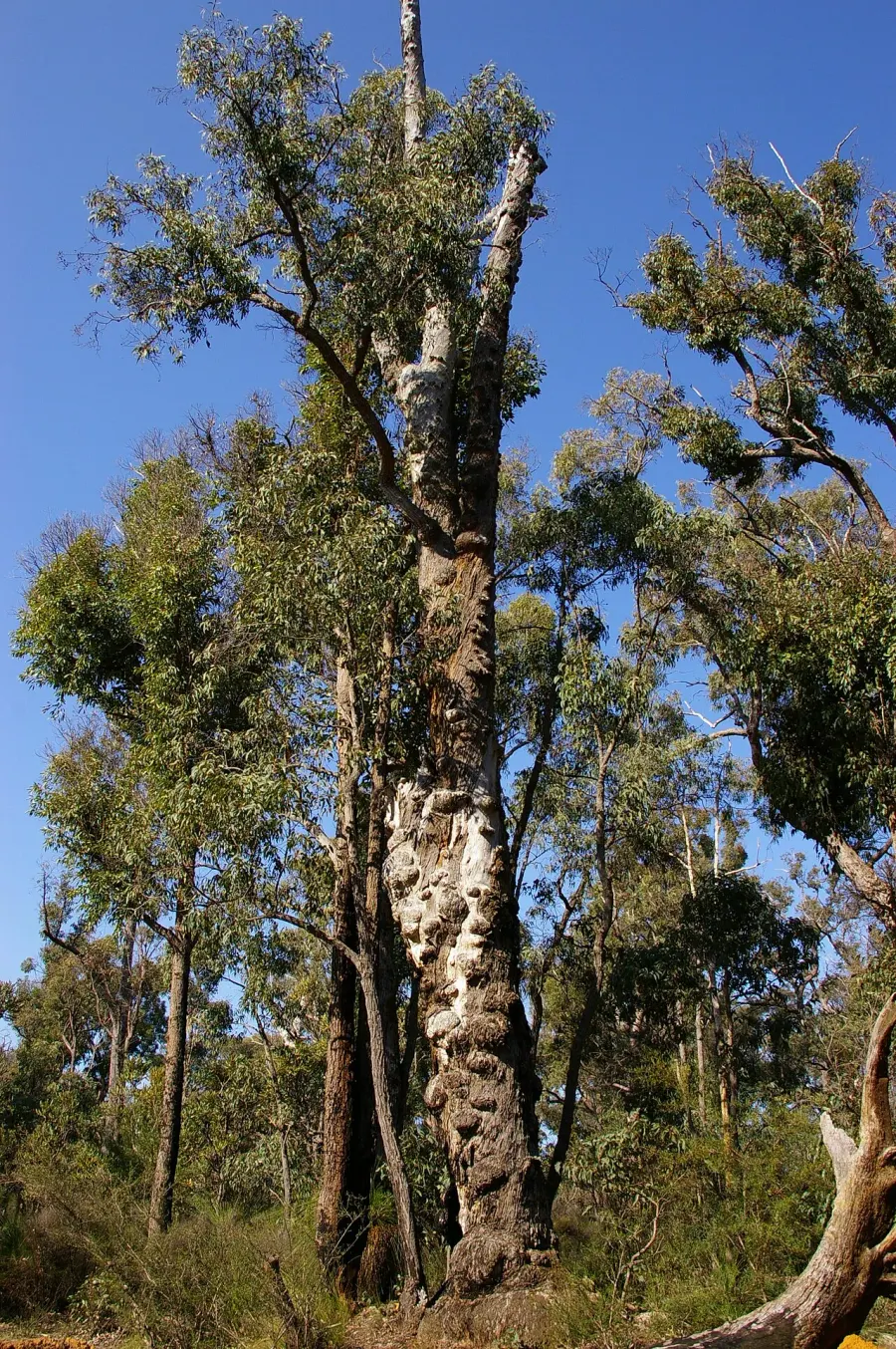 La carte Eucalyptus marginata