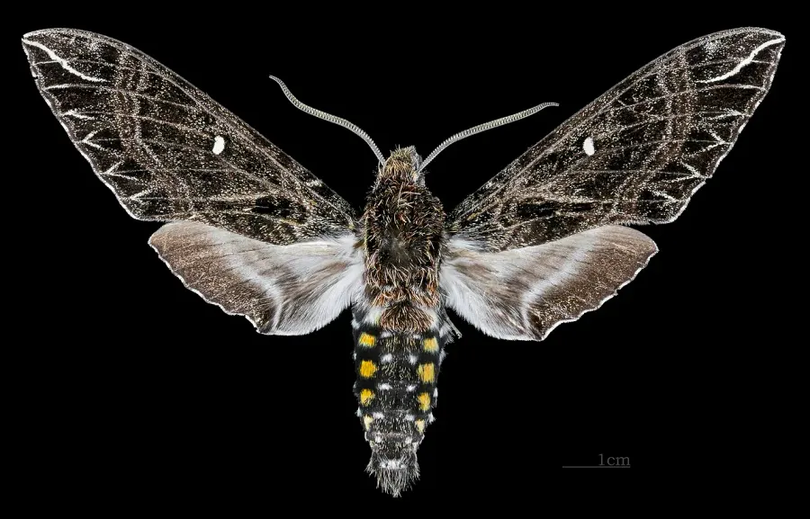 La carte Euryglottis