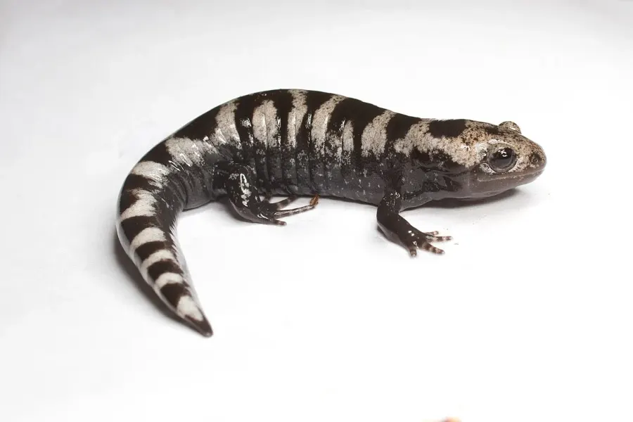 The Marbled salamander card
