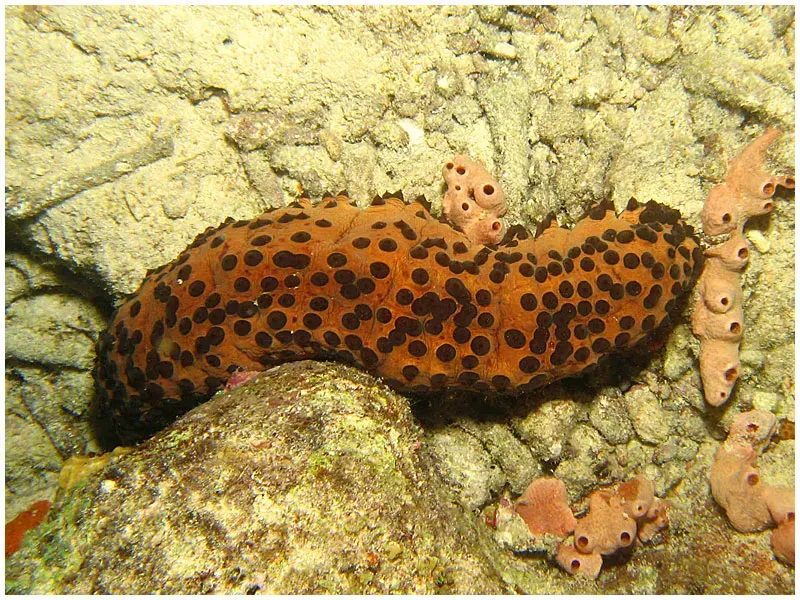 La carte Holothuria