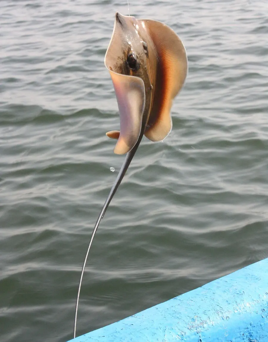 The Pearl stingray card