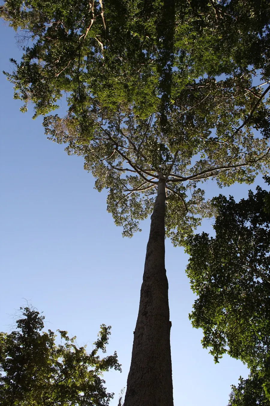 The Dipterocarpus alatus card