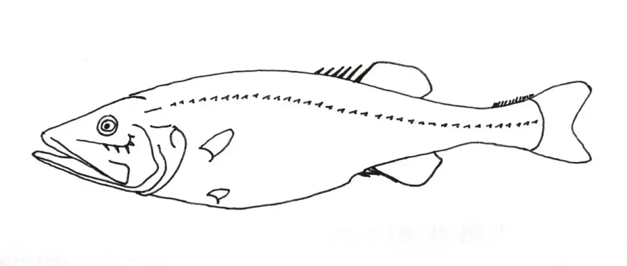 The Hispidoberyx ambagiosus card