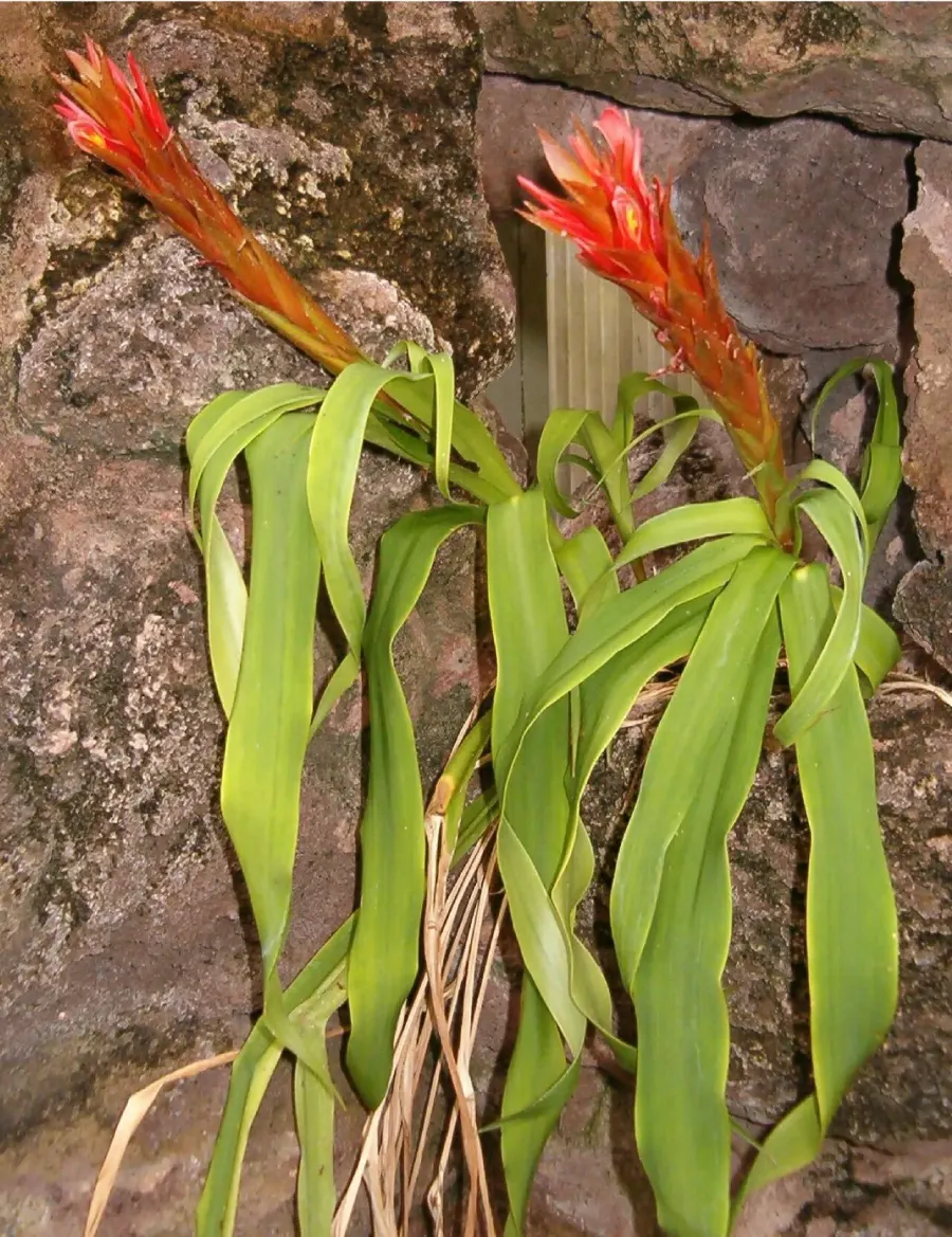 La carte Pitcairnia