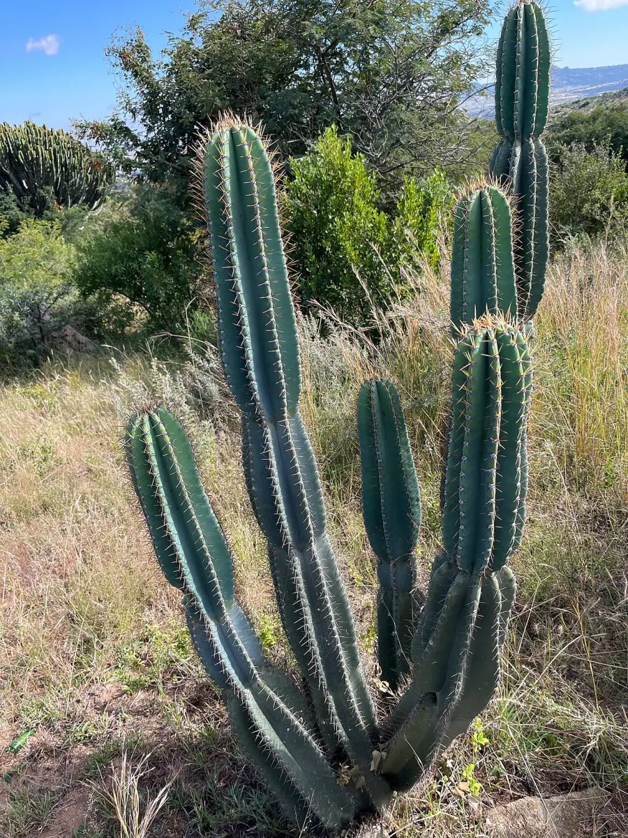 La carte Cereus jamacaru