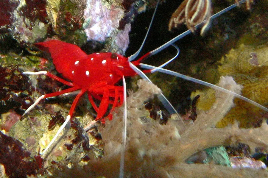 La carte Hippolytidae