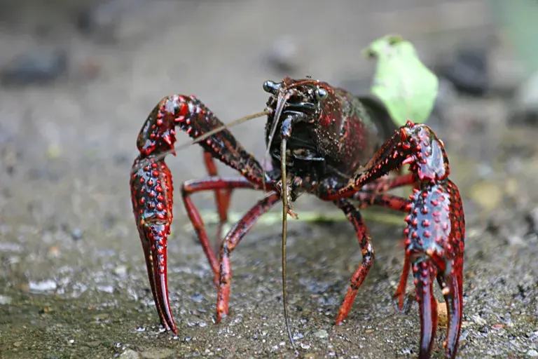 La carte Procambarus