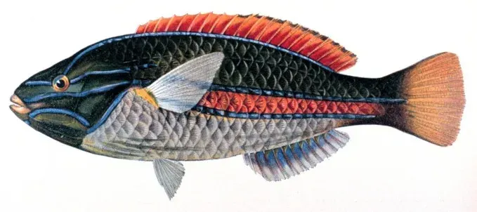 The Stethojulis card