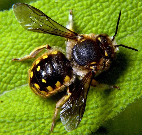 La carte Anthidium manicatum