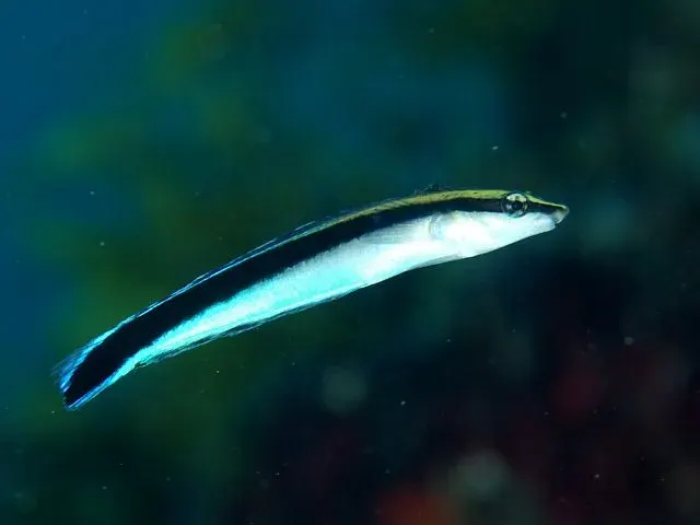 The False cleanerfish card